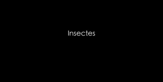 Affiche Insectes